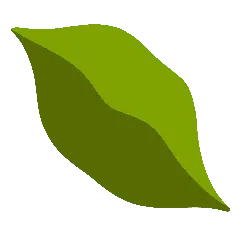 Leaf - shape - nature - Transparent Background PNG