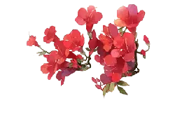 Red Flowers - plant - Trending PNG