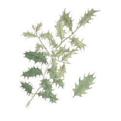 Robinia pseudoacacia - robinia pseudoacacia - Lossless PNG