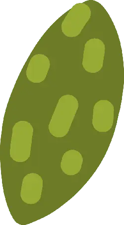 Green Leaf - nature - Popular Download PNG