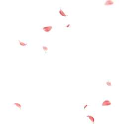 Pink Petals - No Background PNG - background