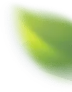 Green Leaf - Curated PNG