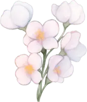 White Flowers - nature - Lossless PNG