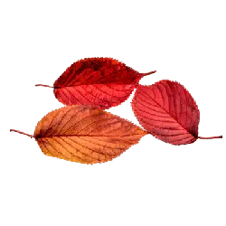 Red Leaves - Transparent Layer PNG