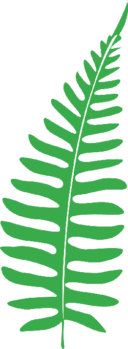 Fern Leaf - nature - decoration - High Resolution PNG