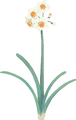Narcissus - plant - High Resolution PNG