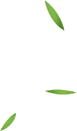 Green Leaves - plant - Free Download PNG