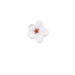nature - Cherry Blossom - Free Download PNG - Pic 1