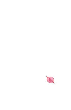 Pink Petal - leaf - petal - PNG Images