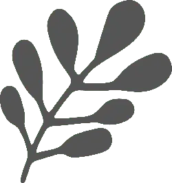 Fig Leaf - Trending PNG