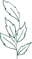 Leaf - branch - growth - High Resolution PNG