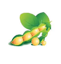Pea Pod - healthy - vegetable - High Resolution PNG
