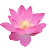 Lotus Flower - beautiful - Highly Rated PNG