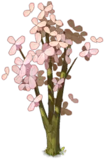 Cherry Blossom Tree - Free Download PNG