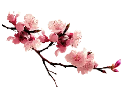 Peach Blossom - High Quality PNG - Transparent Background PNG