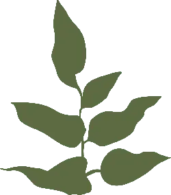 Leaf - Designer's Pick PNG - leaf