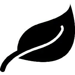 Leaf - Curated PNG - No Watermark PNG