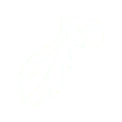 Leaf - nature - line drawing - Transparent Layer PNG