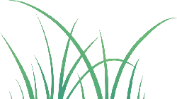 Green Grass - plant - No Watermark PNG