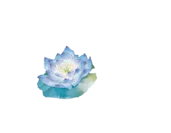 Blue Lotus - nature - peaceful - No Background PNG