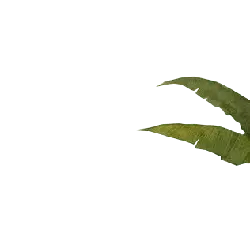 Banana Leaf - green - Recommended PNG