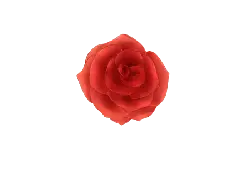 Red Rose - Transparent Layer PNG - Free PNG