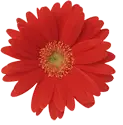 Gerbera - red - High Resolution PNG