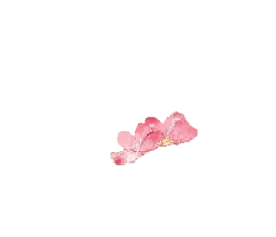 pink - Cherry Blossom - Free for Commercial Use PNG - Pic 1