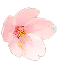 spring - Free for Commercial Use PNG - Cherry Blossom