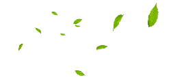 Falling Leaves - Free for Commercial Use PNG - nature