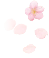 Cherry Blossom Petals - PNG Images