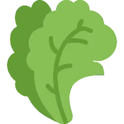 Lettuce - fresh - Transparent Background PNG