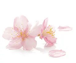 Free Download PNG - beautiful - Cherry Blossom