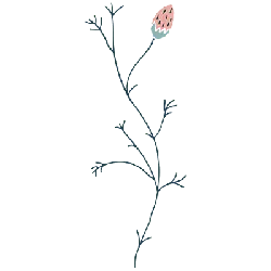 Pink Flower - growth - High Resolution PNG