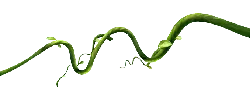 Vine - Recommended PNG