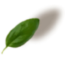 Basil Leaf - nature - Free Download PNG