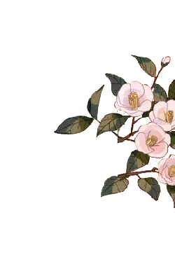 Camellia - green leaves - flowers - No Background PNG