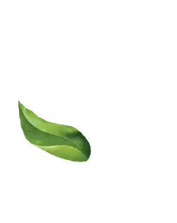 Green Leaf - Highly Rated PNG - High Quality PNG