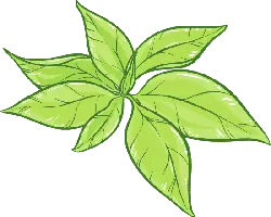 Green Leaves - Transparent Layer PNG - leaves