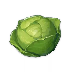 Cabbage - nutritious - Designer's Pick PNG
