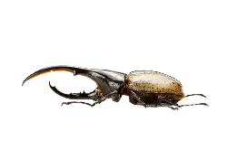 Rhinoceros Beetle - chiton - PNG