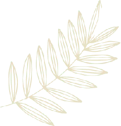 Palm Leaf - line drawing - plant - PNG