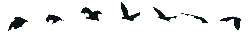 Flying Bats - night-time animal - High Resolution PNG