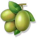 Olive - Fast Download PNG