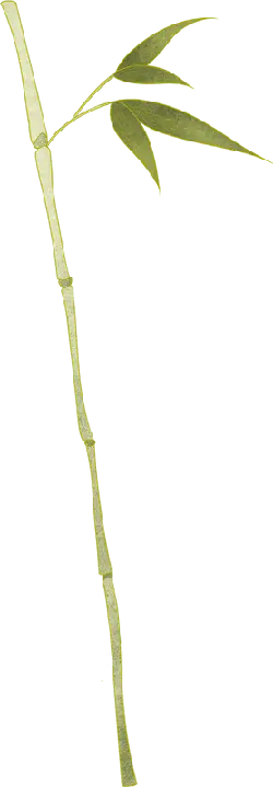 Bamboo - leaf - No Background PNG