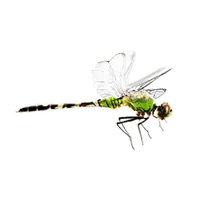 Dragonfly - insect - green - High Resolution PNG