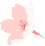 High Resolution PNG - pink - Cherry Blossom - Pic 5