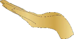 Open Palm - hand facing up - Transparent Layer PNG