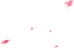Pink Petals - Curated PNG - Transparent Layer PNG