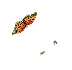 Carye's White - insect - Transparent Layer PNG
